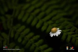 antonio m cuenca caballero l