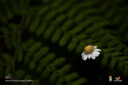 antonio m cuenca caballero l