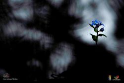 arai alonso melian l