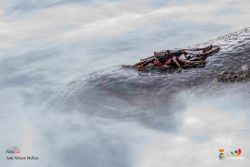 arai alonso melian l