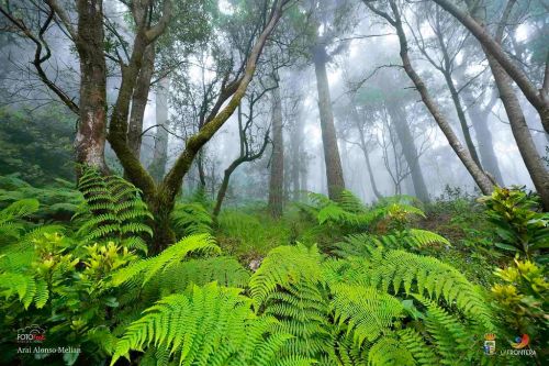 arai alonso melian l