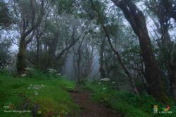 daniel nbrega siverio l