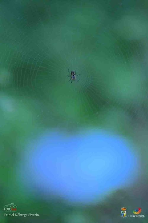 daniel nbrega siverio l