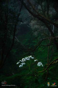 daniel nbrega siverio l