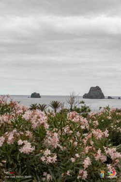 jose juan machin  martin l