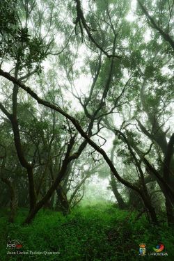 juan carlos padrn quintero l