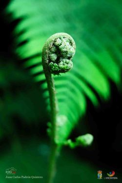 juan carlos padrn quintero l