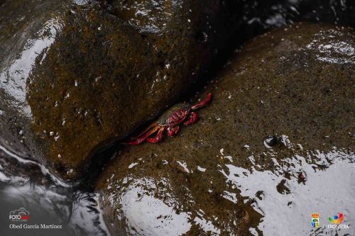 obed garca martnez l