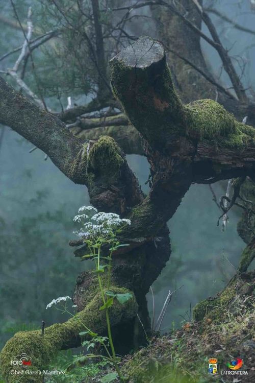 obed garca martnez l